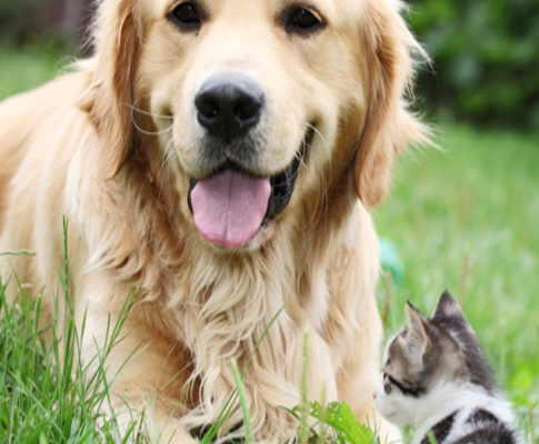 Caring For Your Pets - Best Petcare Products MYOS Rewards